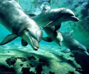 пазл Группа дельфинов, плавающих в море